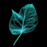Daun Sirih
