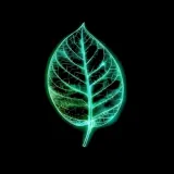 Daun Teh
