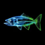 Ikan Tengiri