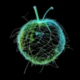 Rambutan