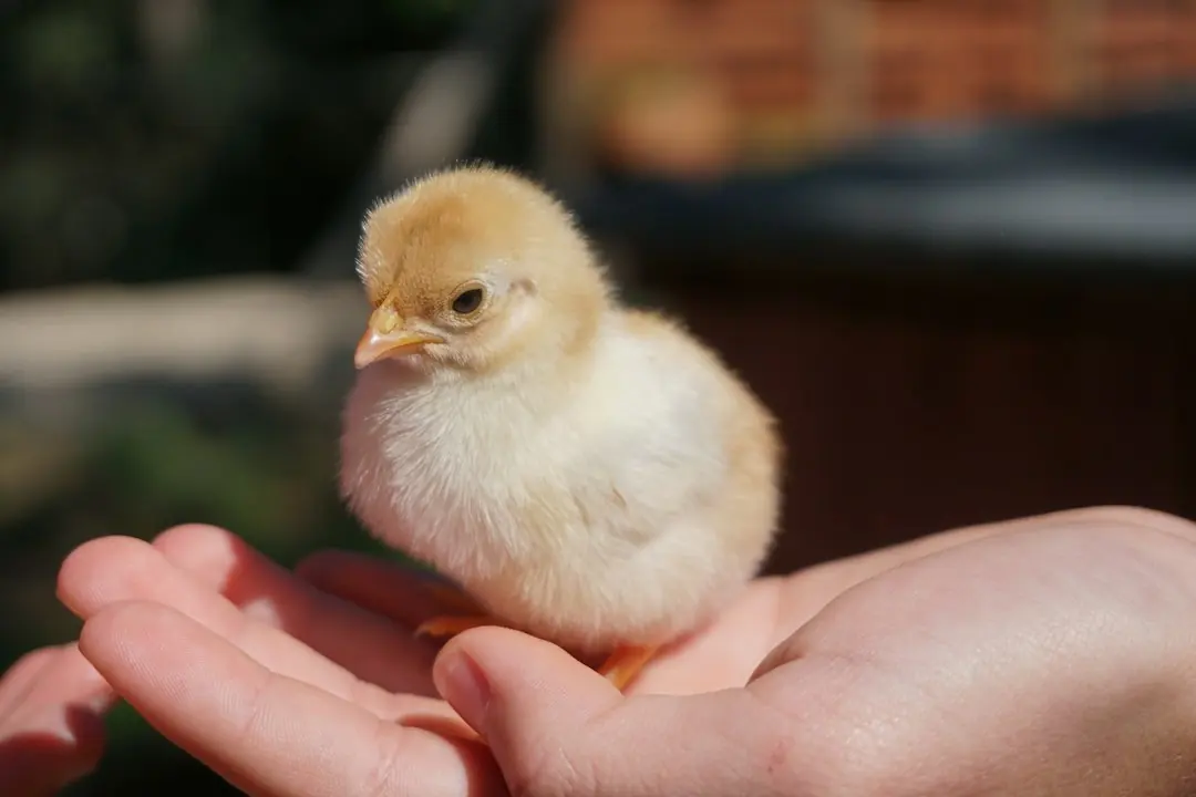 Kode alam Anak Ayam
