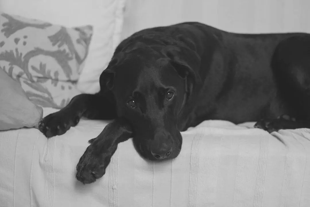 Kode alam Anjing Hitam