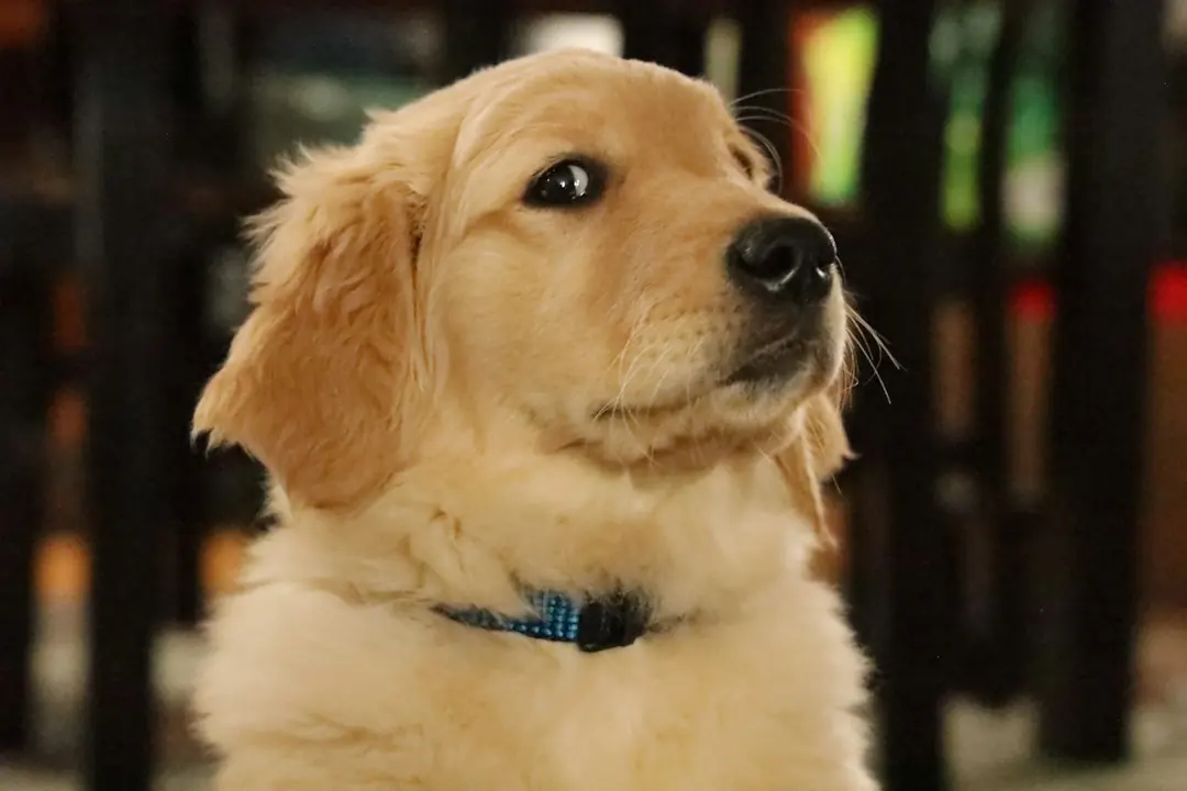 Kode alam Anjing Kuning