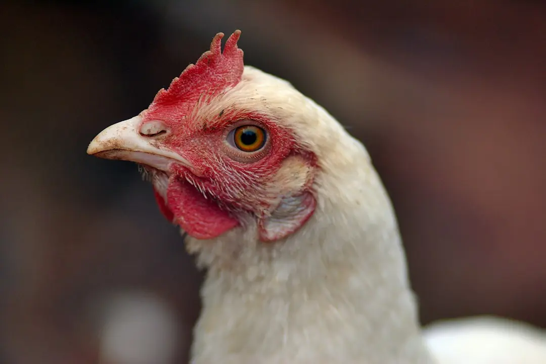 Kode alam Ayam Putih