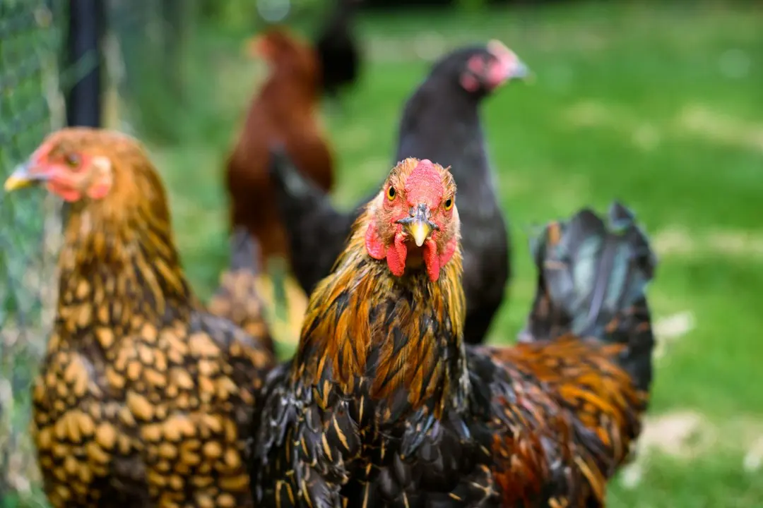 Kode alam Ayam