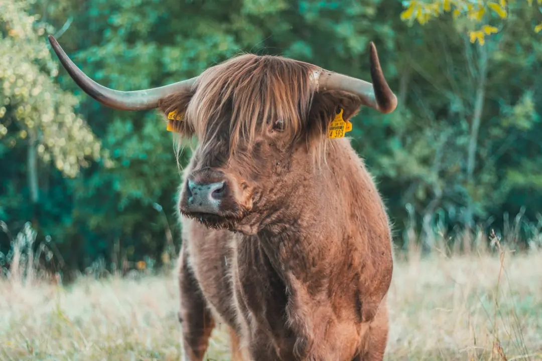 Kode alam Banteng