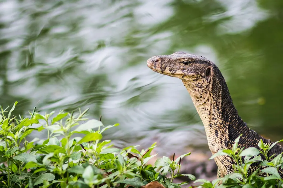 Kode alam Biawak