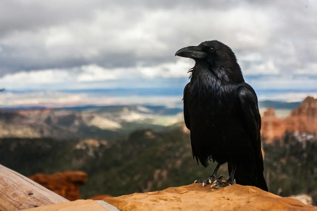 Kode alam Burung Hitam