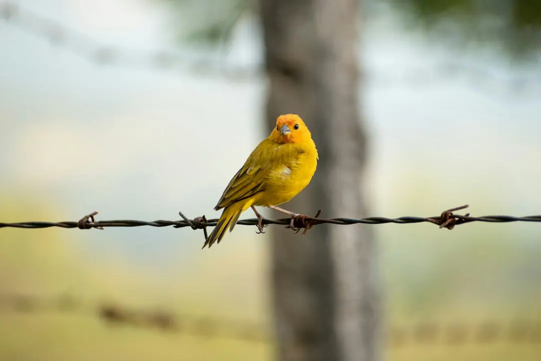 Kode alam Burung Kuning
