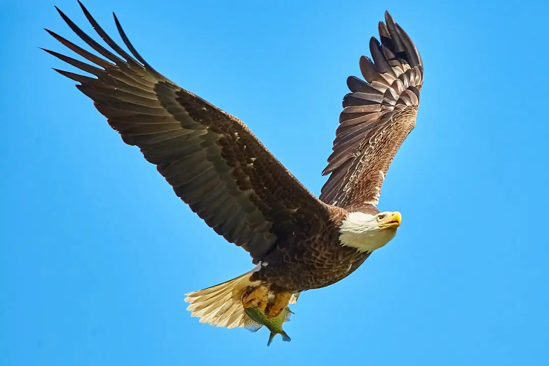 Kode alam Burung Rajawali