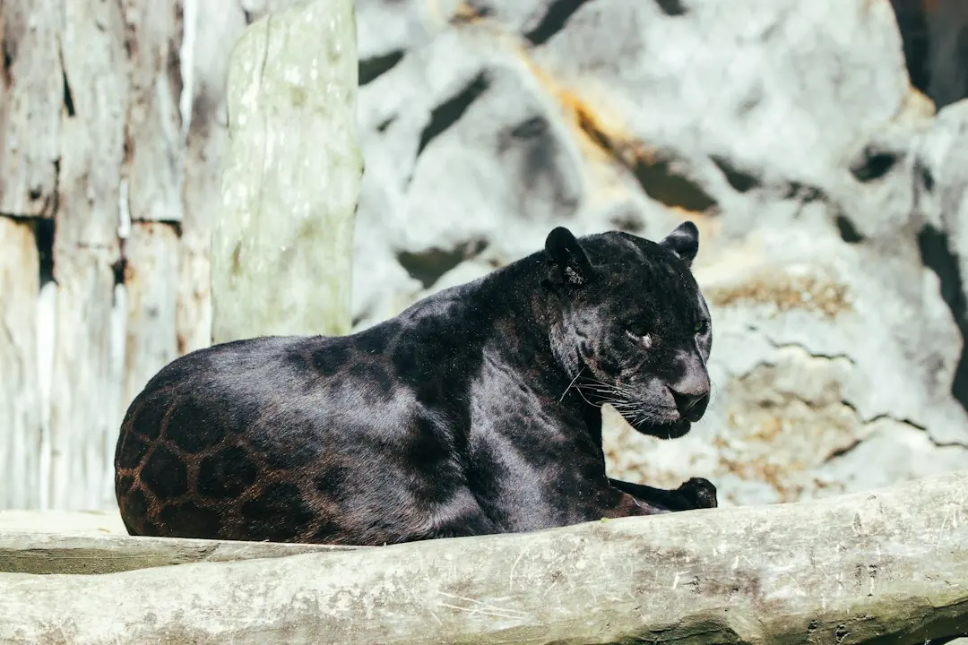 Kode alam Harimau Hitam