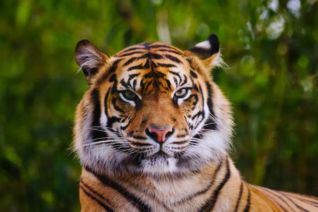 Kode alam Harimau Kuning