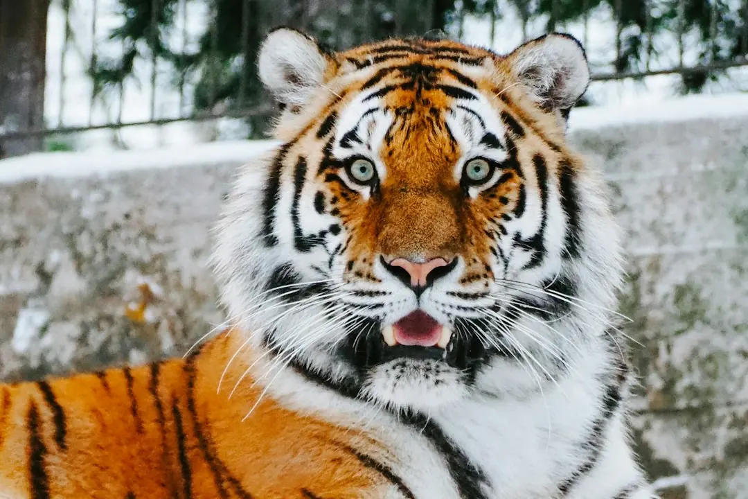 Kode alam Harimau Merah