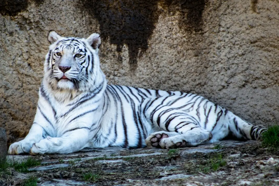 Kode alam Harimau Putih
