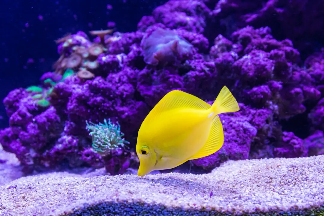 Kode alam Ikan Kuning
