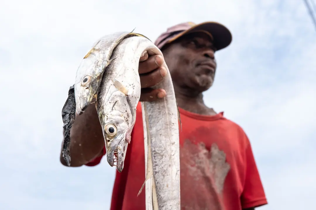 Kode alam Ikan Layur