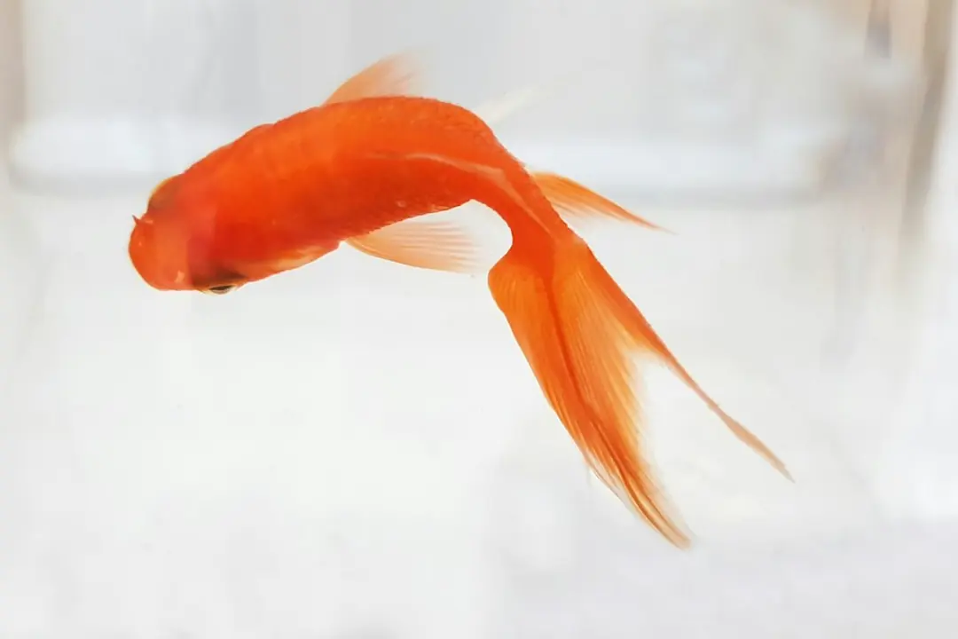 Kode alam Ikan Merah