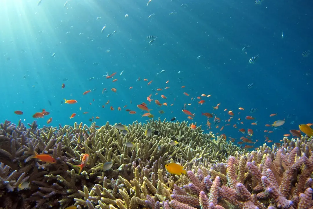 Kode alam Karang Laut