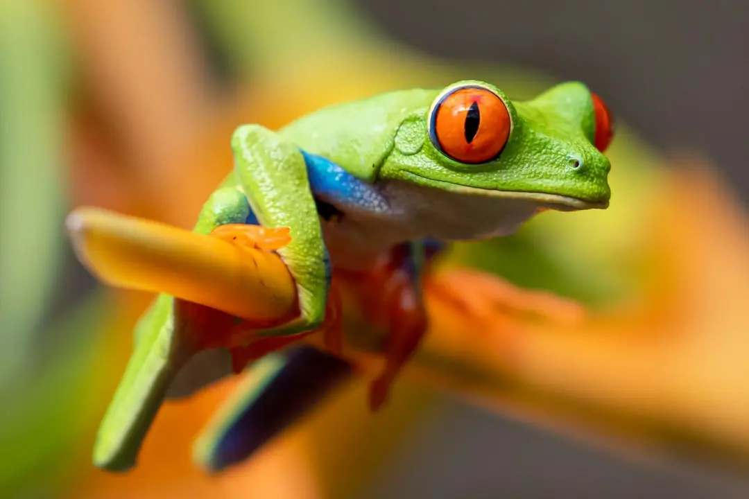 Kode alam Katak
