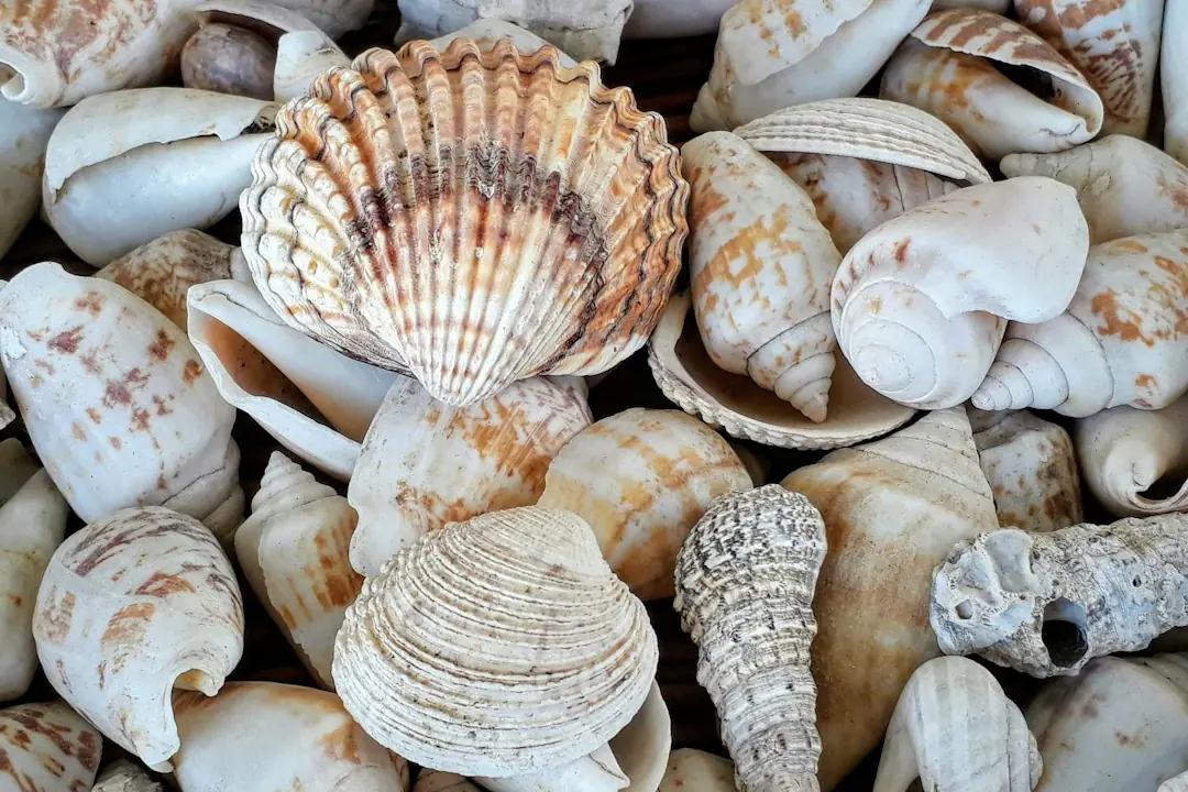 Kode alam Kerang