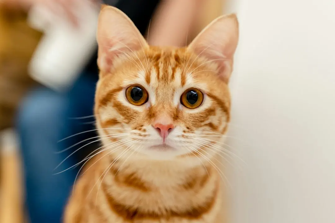 Kode alam Kucing Merah