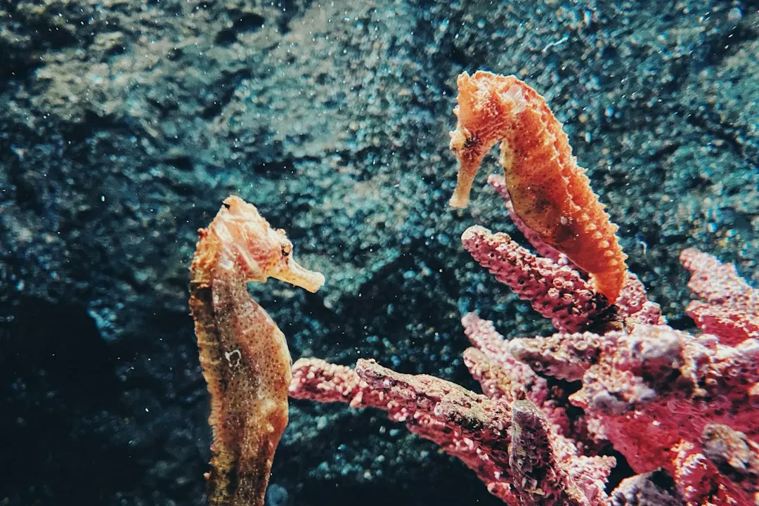 Kode alam Kuda Laut