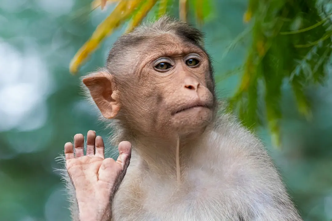 Kode alam Monyet