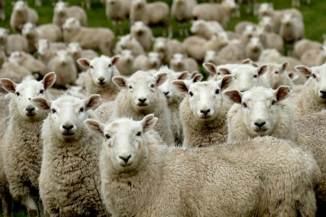 Kode alam Qurban