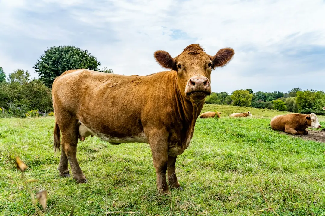 Kode alam Sapi Merah
