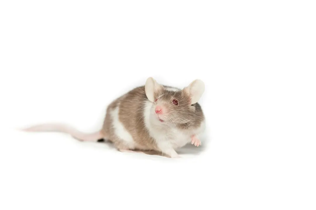 Kode alam Tikus