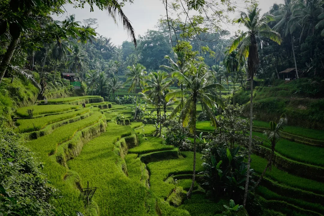 IDN 4D evening live draw schedule - Bali rice terrace landscape in Indonesia, daily 22:20 WIB