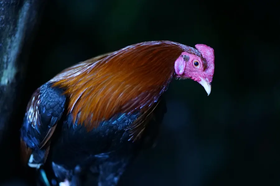 Ilustrasi mimpi adu ayam — a close up of a colorful bird on a branch