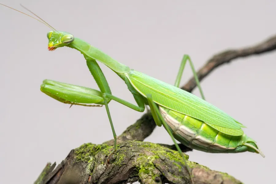 Ilustrasi mimpi belalang sembah — a green insect on a branch