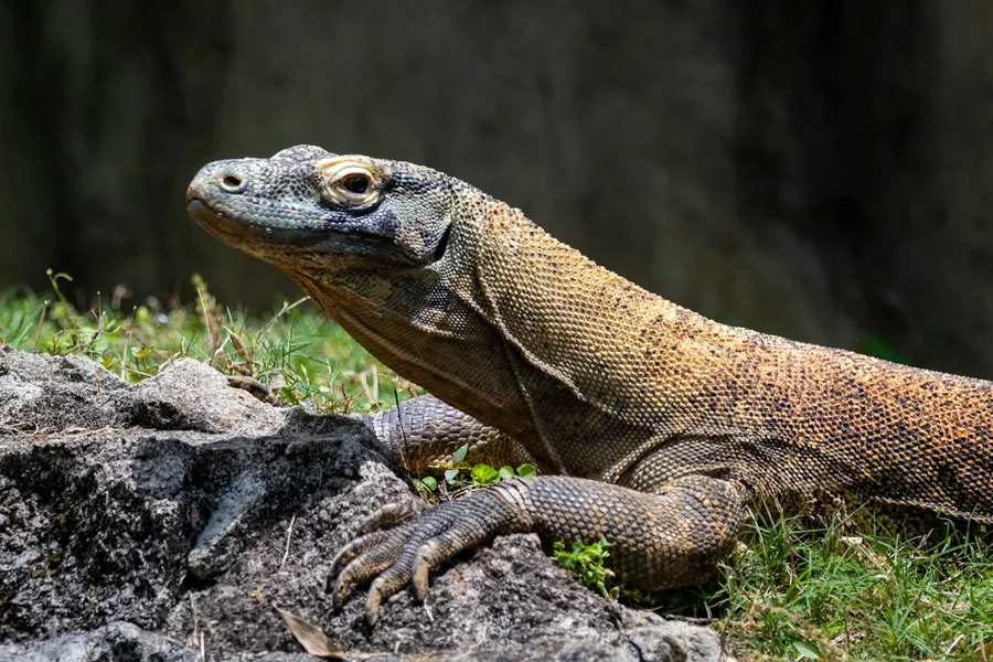 Ilustrasi mimpi biawak — brown and black lizard on gray rock