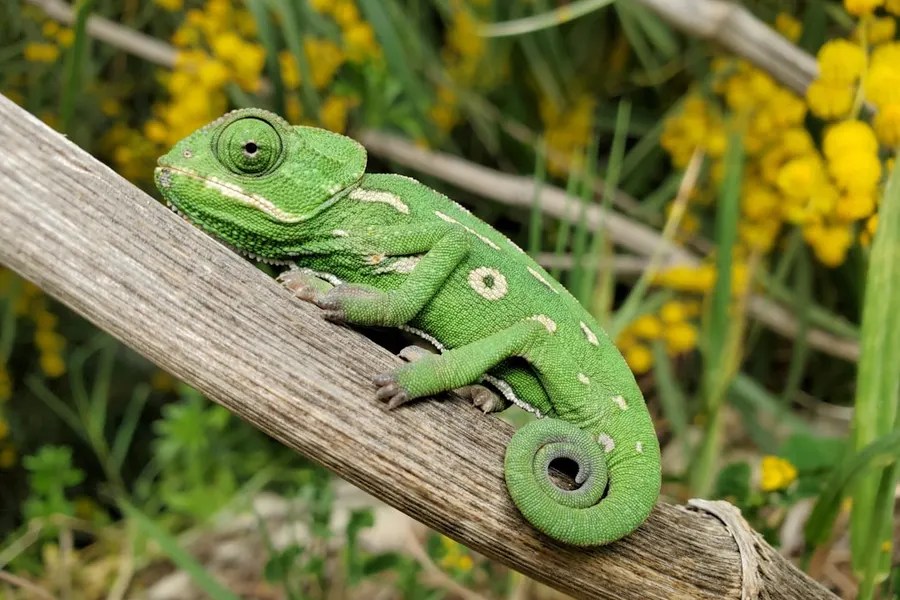 Ilustrasi mimpi bunglon — green chameleon on brown wooden post