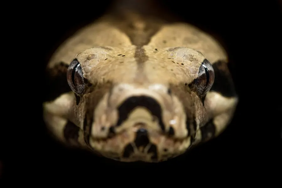 Ilustrasi mimpi digigit ular — brown and beige python