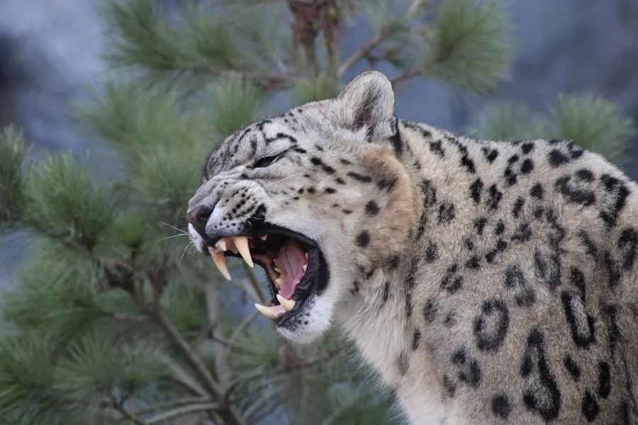 Ilustrasi mimpi gigi macan — a cheetah with its mouth open