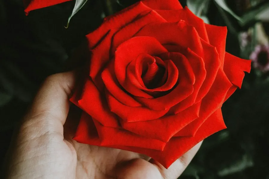 Ilustrasi mimpi hidung belang — person holding red rose flower