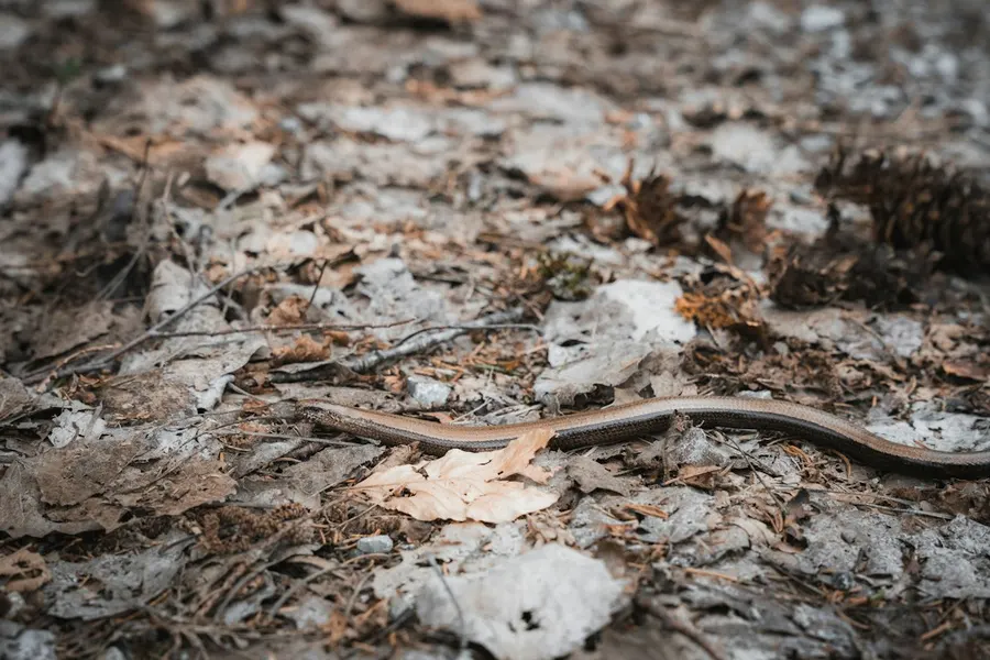 Ilustrasi mimpi membunuh ular — a snake that is laying on the ground