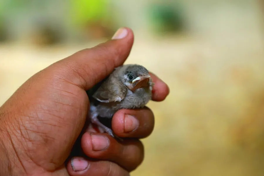 Ilustrasi mimpi menangkap burung — A small bird held gently in a human hand