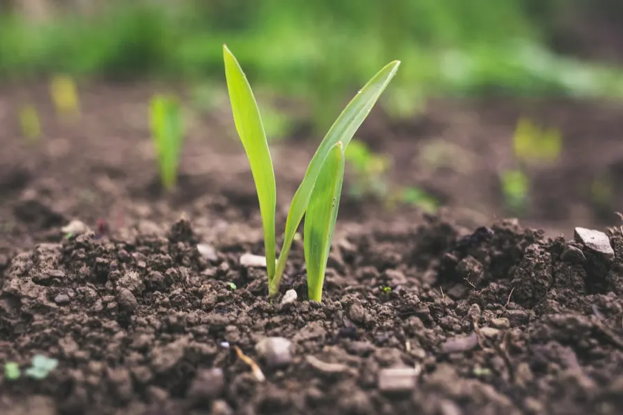 Ilustrasi mimpi pupuk — green plant sprouting at daytime