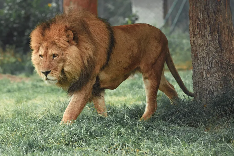 Ilustrasi mimpi raja singa — adult lion walking beside tree