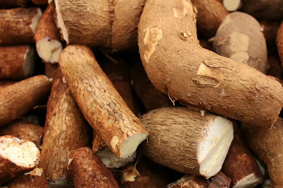 Ilustrasi mimpi singkong — Pile of freshly harvested cassava roots
