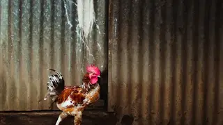 Ilustrasi mimpi ayam — erek-erek 2D 28