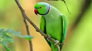 Ilustrasi mimpi burung betet — erek-erek 2D 87