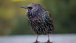 Ilustrasi mimpi burung jalak — erek-erek 2D 99