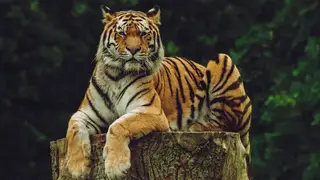 Ilustrasi mimpi harimau — erek-erek 2D 08