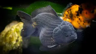 Ilustrasi mimpi ikan hitam — erek-erek 2D 53