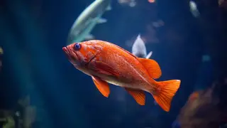 Ilustrasi mimpi ikan kakap — erek-erek 2D 94