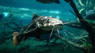 Ilustrasi mimpi ikan lele — erek-erek 2D 54